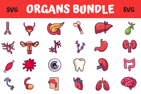 Medical Organs Bundle for Crafters